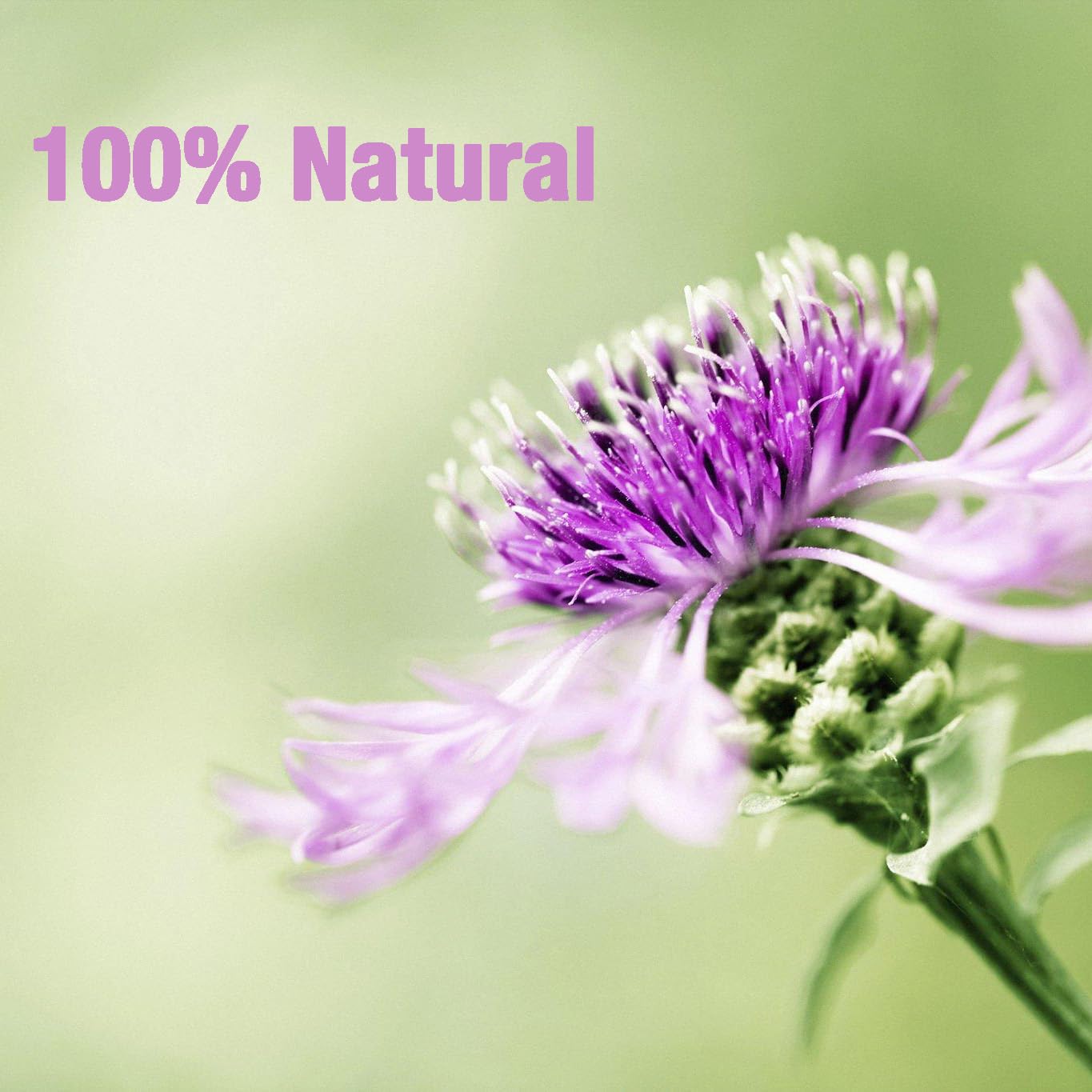 50 Ginger Turmeric Tea Bags – Premium Herbal Turmeric and Ginger Tea for Digestion and Immune Support, Caffeine-Free